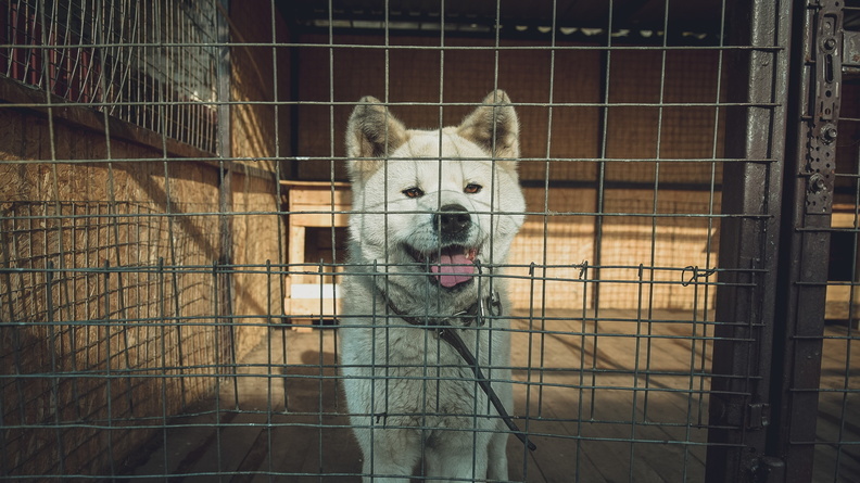 В ЯНАО возможно расширение сети приютов для собак