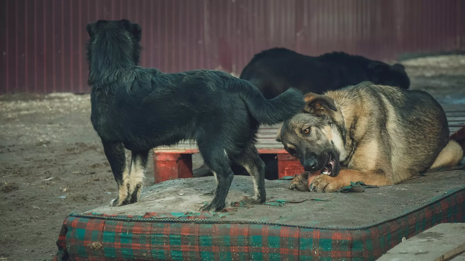 В Ханты-Мансийске собак травят неизвестным ядом