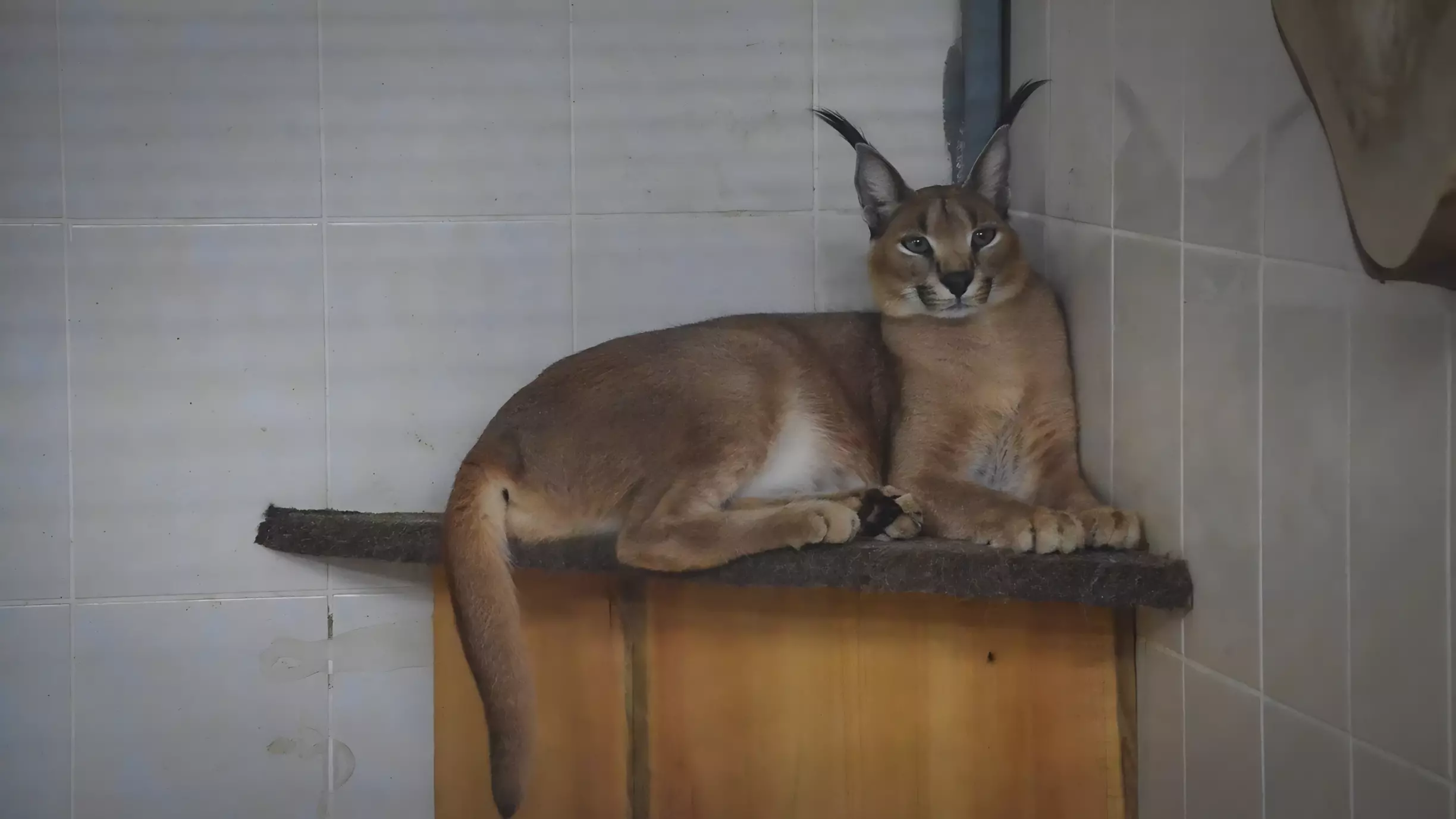 Почему кот не выходил на улицу? Жители Излучинска сняли на видео лесную гостью